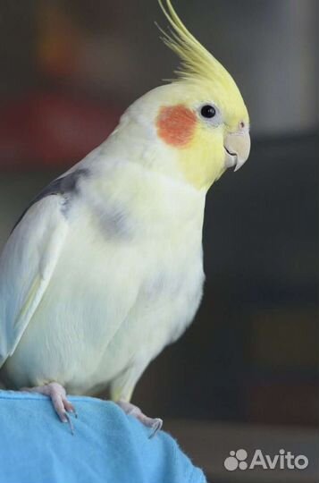 Попугай корелла