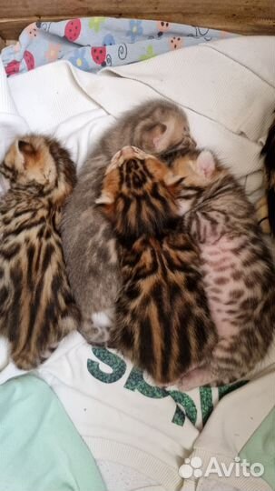 Бенгальские котята