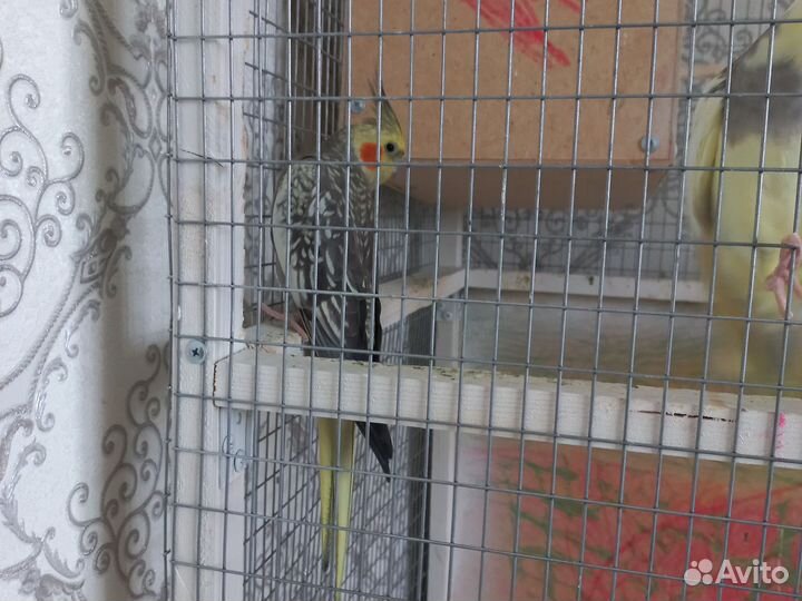 Попугай корелла