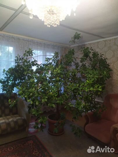 Комнатные цветы