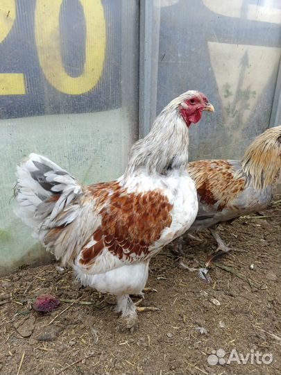 Молодые петухи