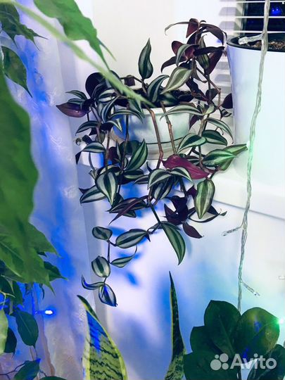 Зебрина пурпурная домашние цветы