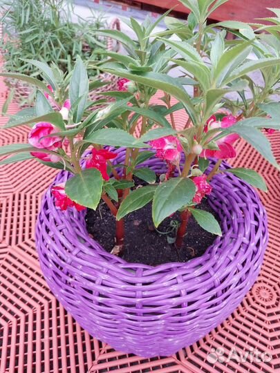 Рассада помидор