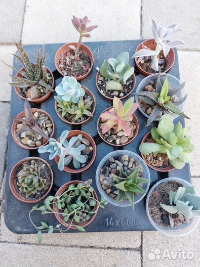 Суккуленты набор