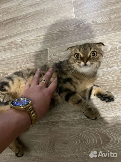 Шотландская вислоухая кошка бесплатно
