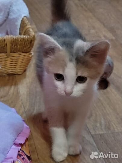 Котенок в добрые руки