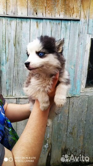 Щенки хаски