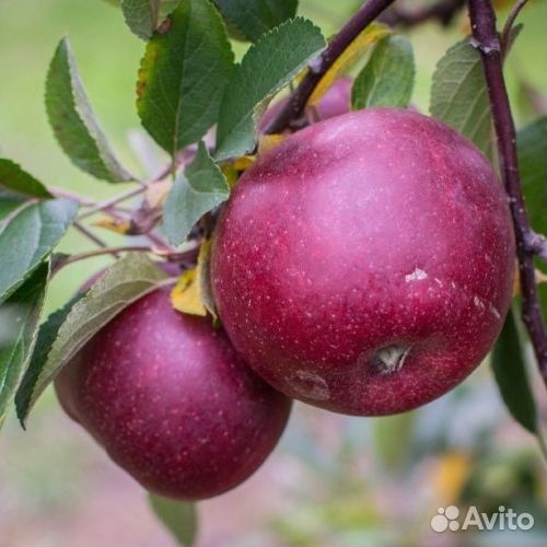 Саженцы Яблони