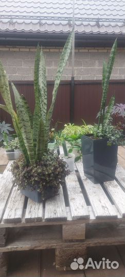 Сансевиерия