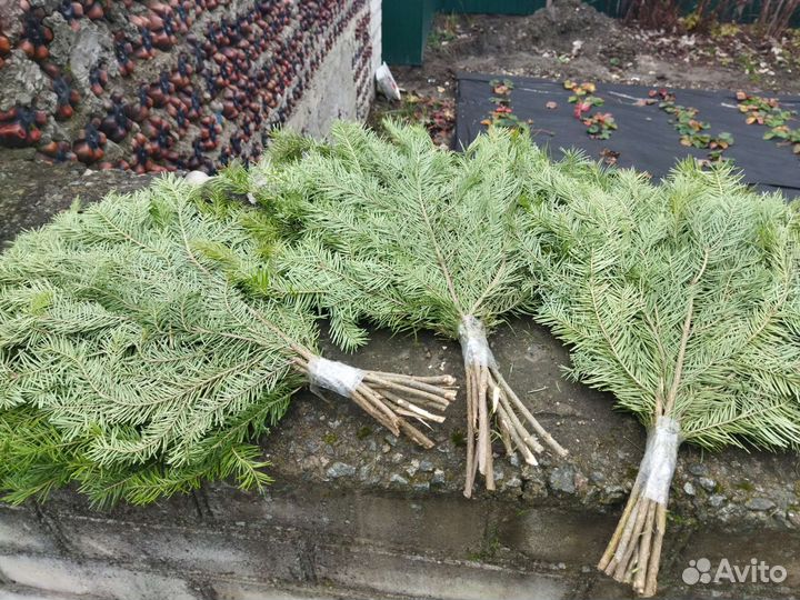 Пихтовые веники в Брянске