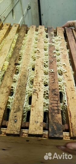 Мёд натуральный. Доставка бесплатно. Цена за 3л