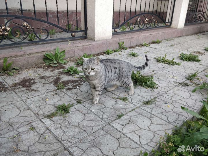 Кот Вискас