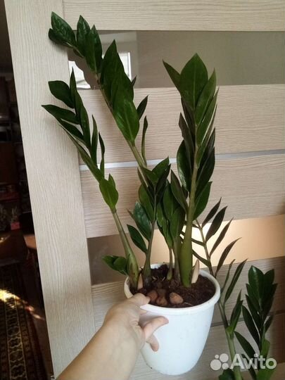 Замиокулькас