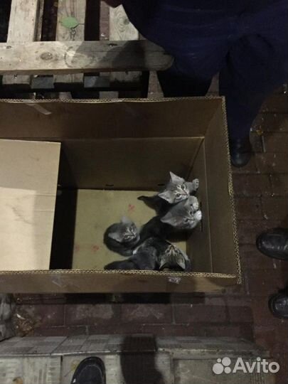 Котятки 1,5мес с доставкой