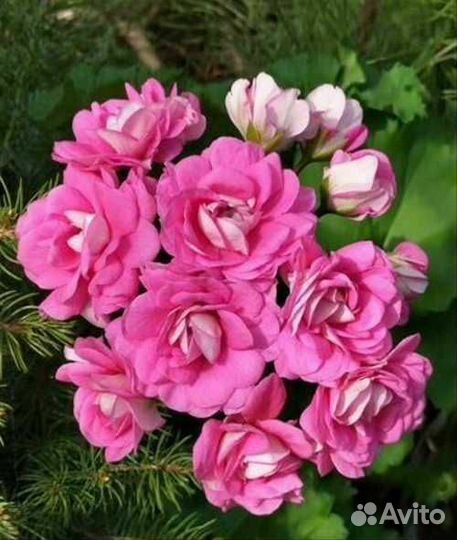 Пеларгонии кoллeкционные - черенки