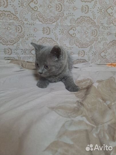 Черная девочка,серый мальчик