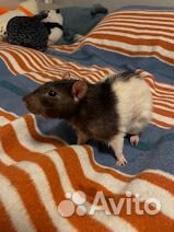 Передержка домашних животных