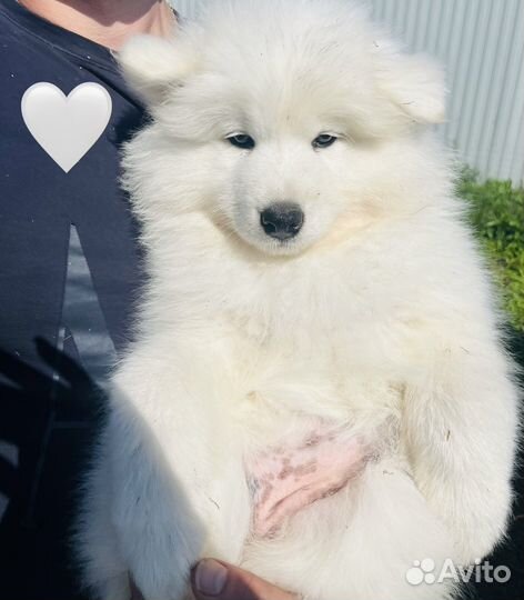 Щенки самоеда