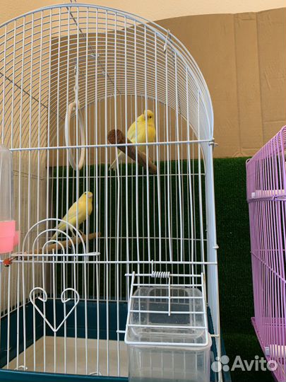Клетка и вольер