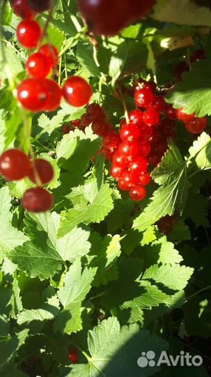 Красная смородина саженцы
