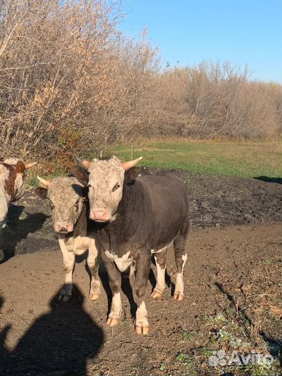 Бычки и быки