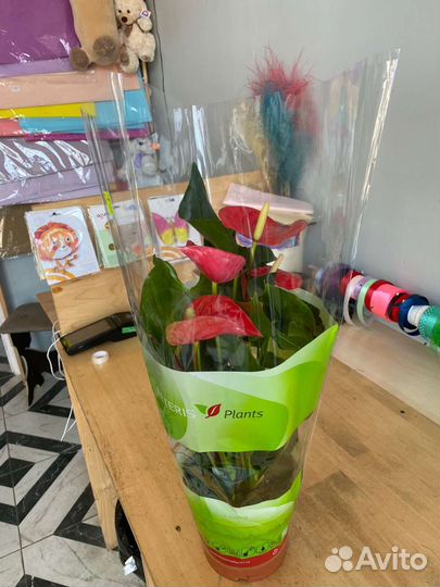 Комнатные растения цветы
