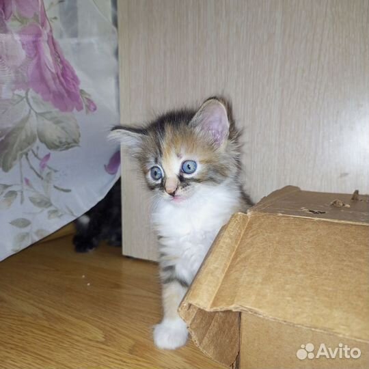 Сибирская кошка