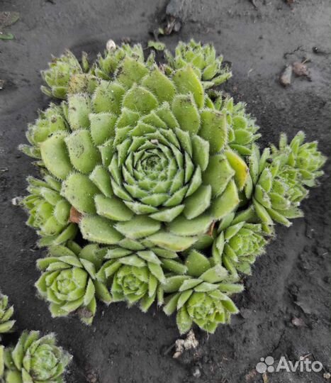 Молодило-каменная роза, многолетник