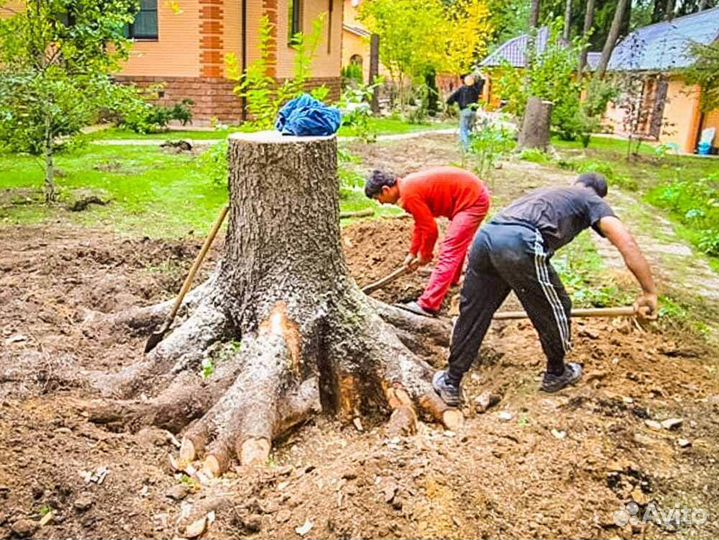 Спил и удаление деревьев