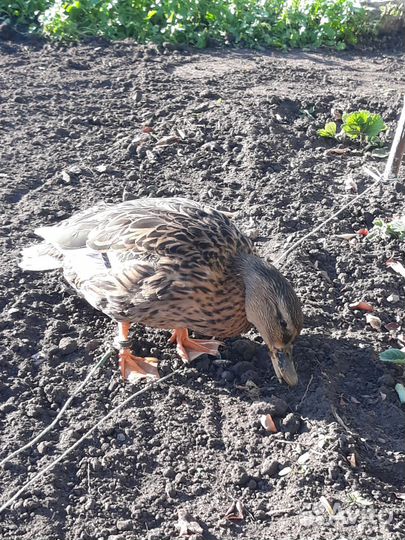 Подсадная утка рабочая 3х летка