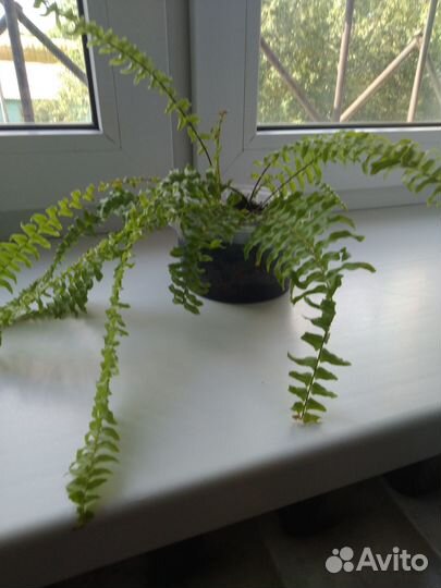 Папоротник сортовой.Леди Грин