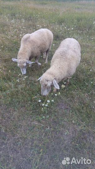 Бараны, овцы, ягнята