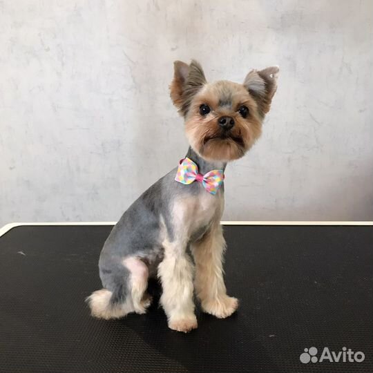 Стрижка собак