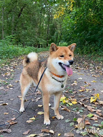 Вязка собак Сиба Ину