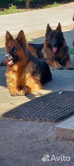 Щенки немецкой овчарки