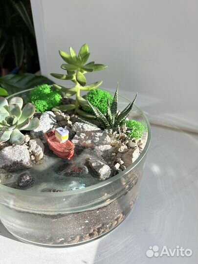 Флорариум с суккулентами