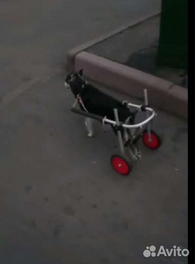 Инвалидная коляска для собак