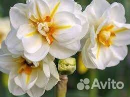 Сортовые нарциссы