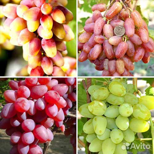 Виноград - саженцы, черенки. Элитные сорта