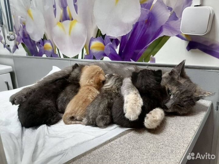 Кошка Печенька