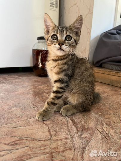 Котята в добрые руки бесплатно