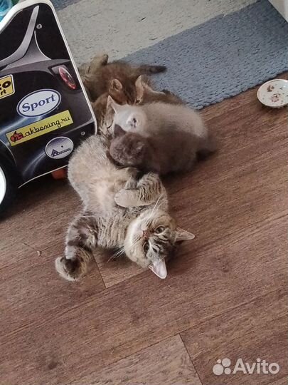 Британские котята