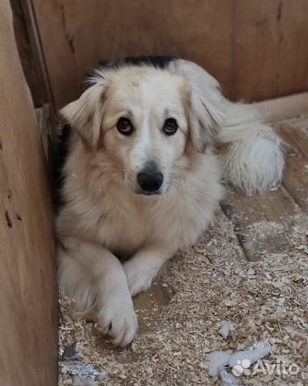 Очаровательная Ванесса ищет добрые ручки