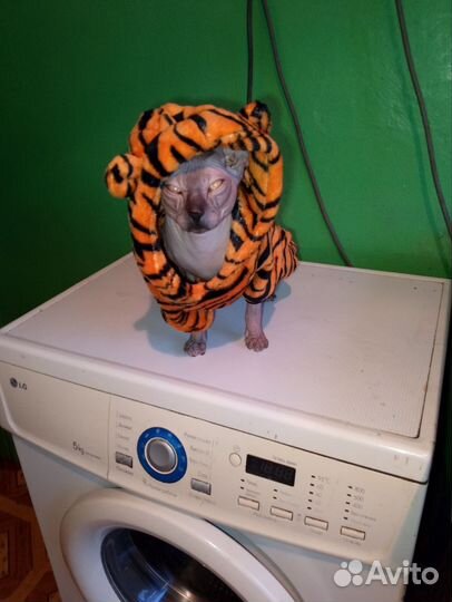 Кот донской сфинкс вязка