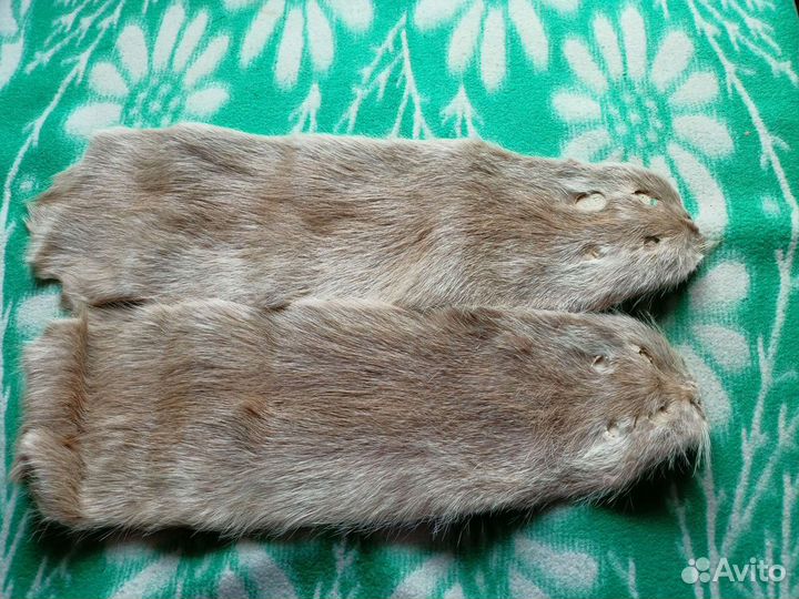 Шкурка животного. Нутрия