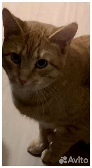 Рыжий котик подросток