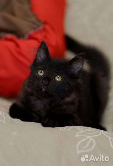 Котенок Огонек в добрые руки
