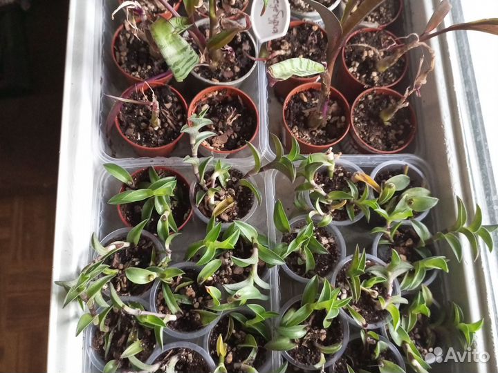 Комнатные цветы