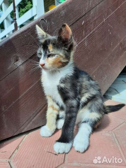 Котята в добрые руки бесплатно