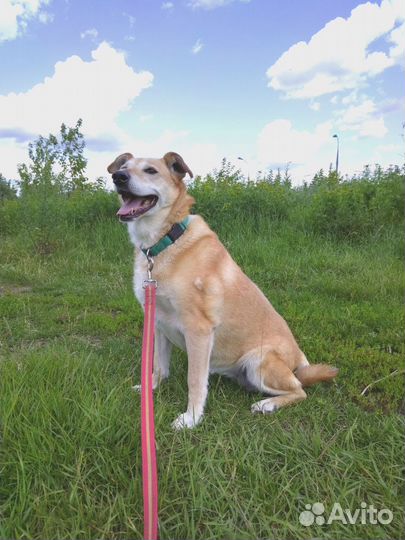 Старушка Чара из приюта на доживание